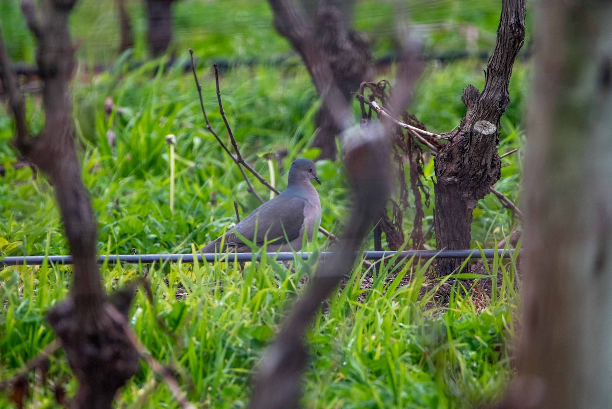 White-tipped Dove - ML624040865