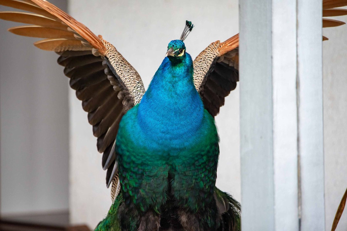 Indian Peafowl (Domestic type) - ML624040877