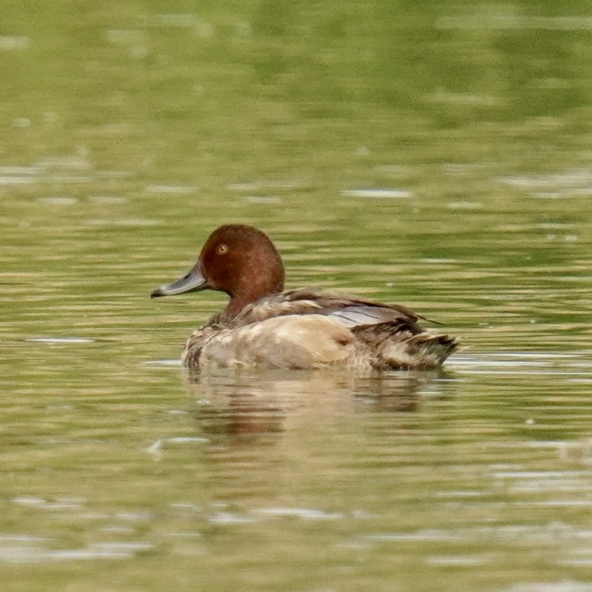 Redhead - ML624040890