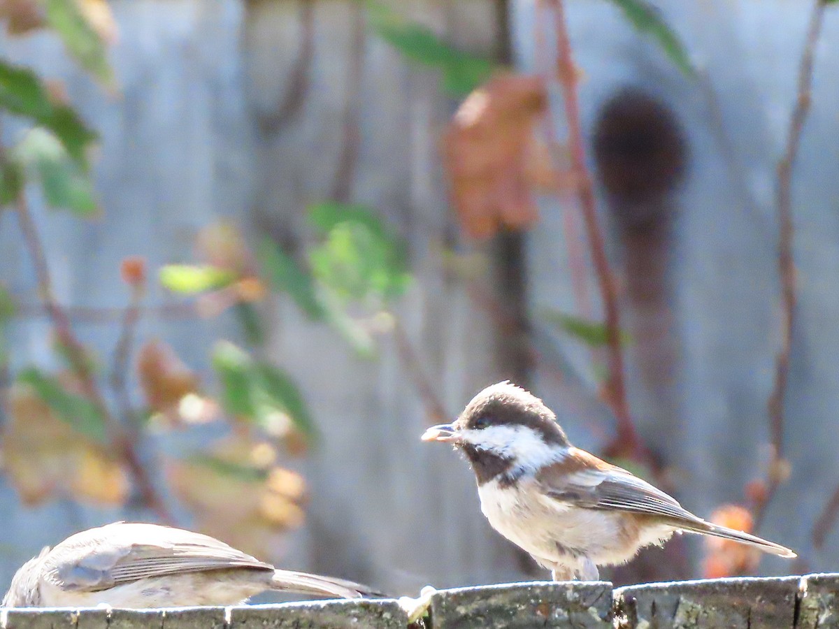 Mésange à dos marron - ML624040918