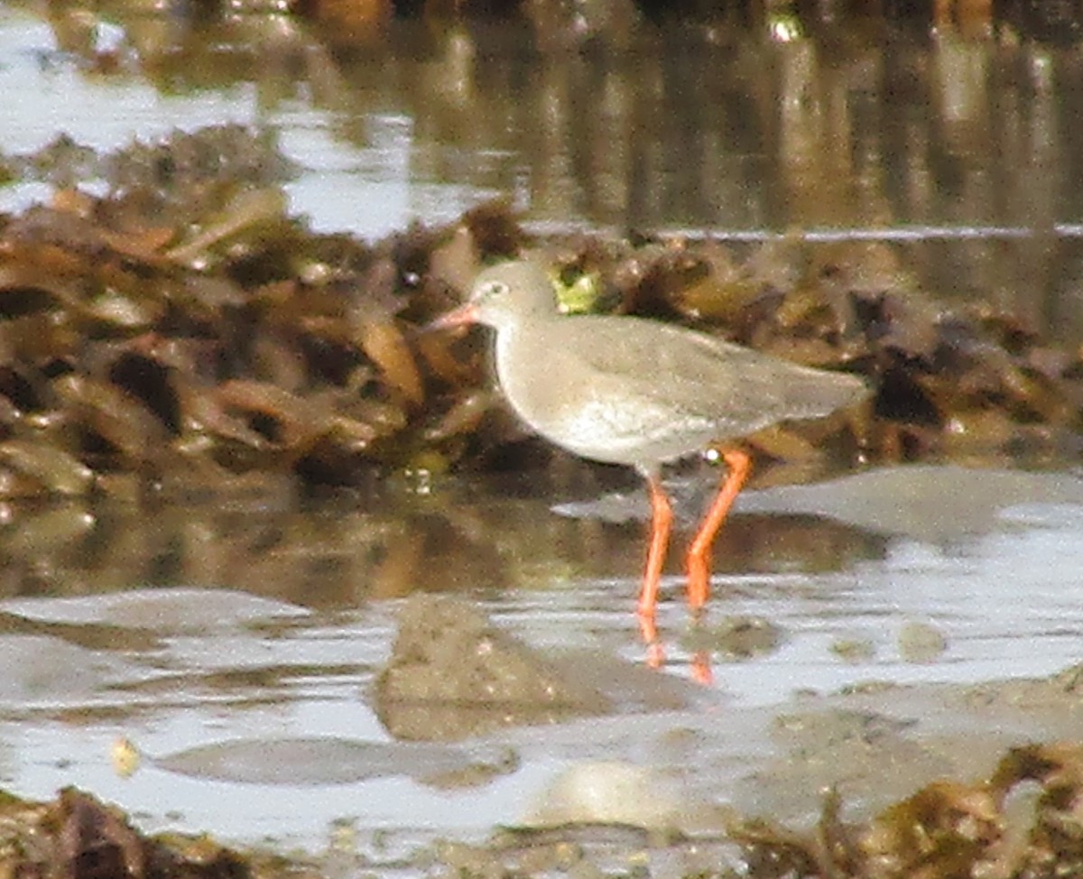 Common Redshank - ML624040924