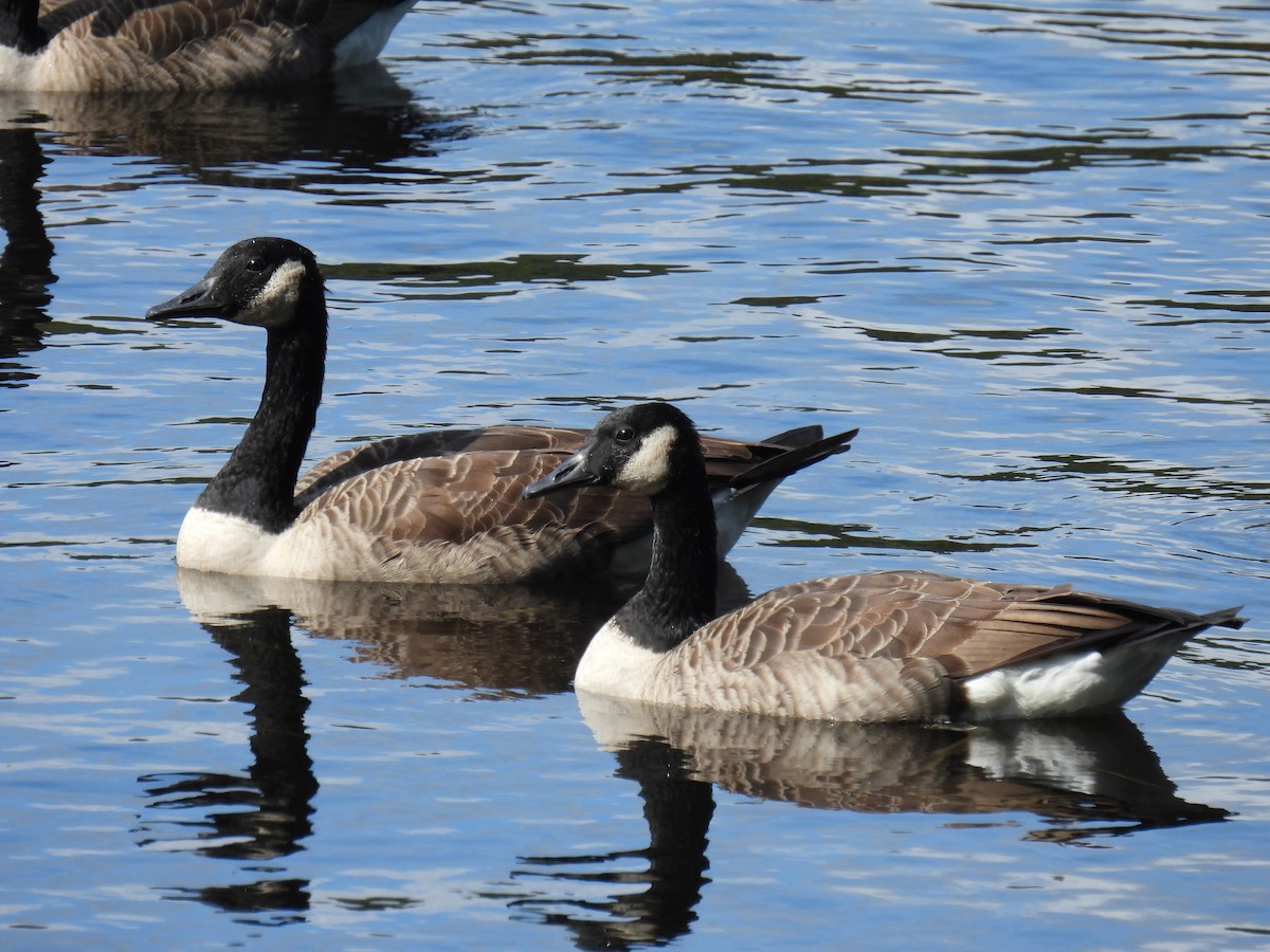 Canada Goose - ML624040928