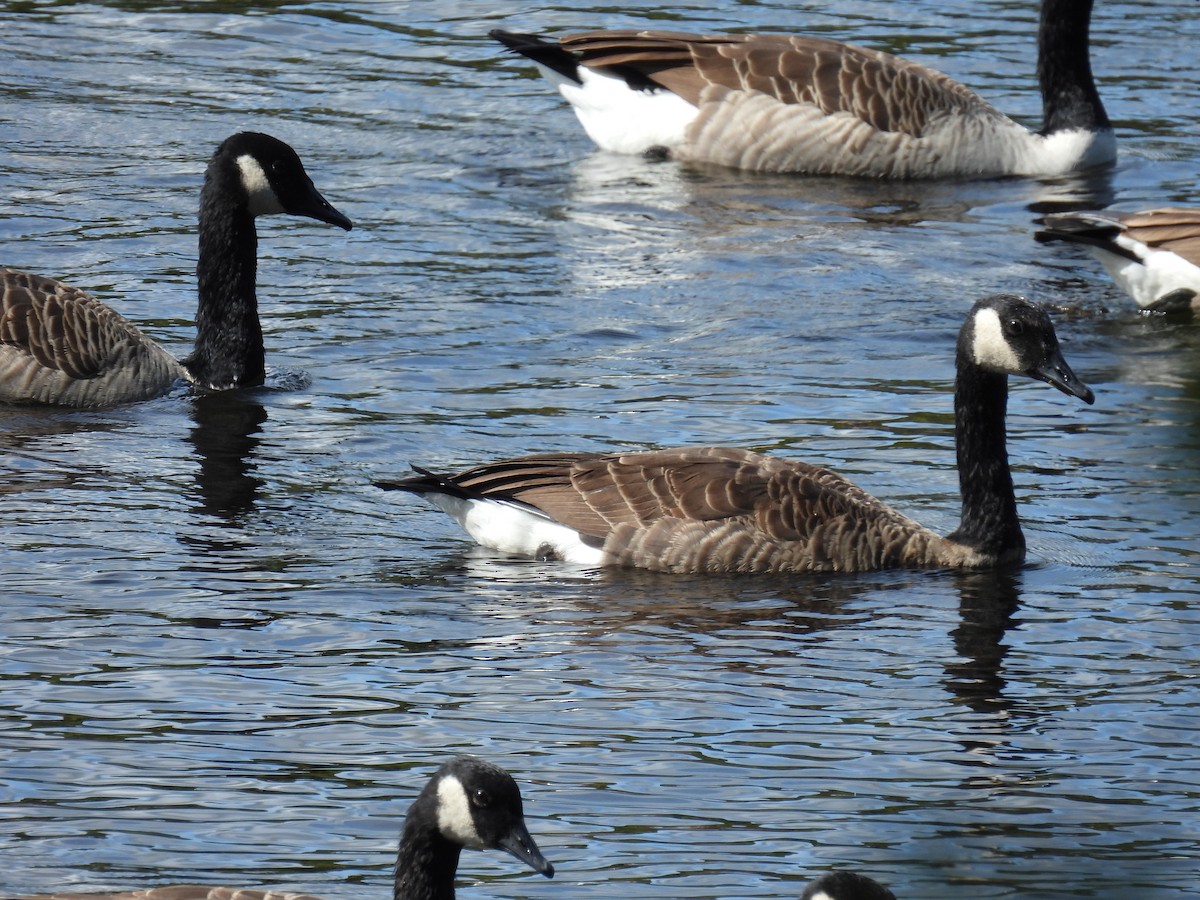 Canada Goose - ML624040933