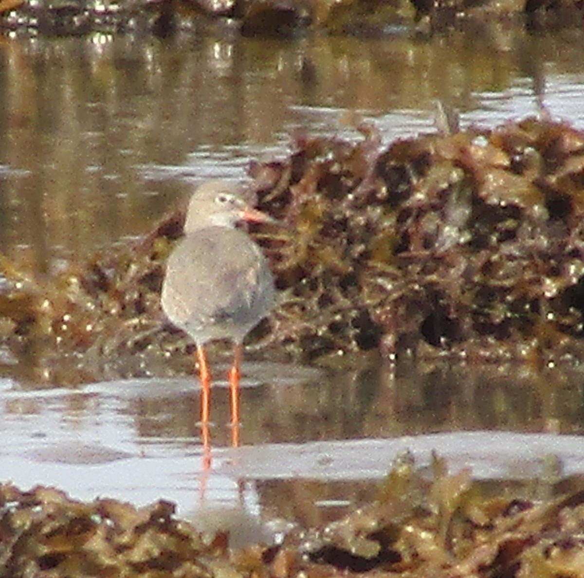 Common Redshank - ML624040941