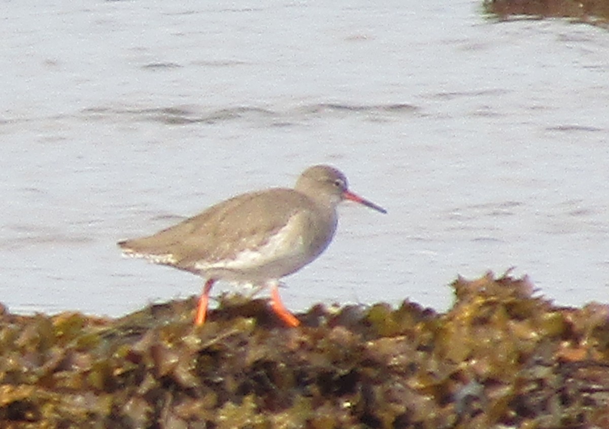 Common Redshank - ML624040947