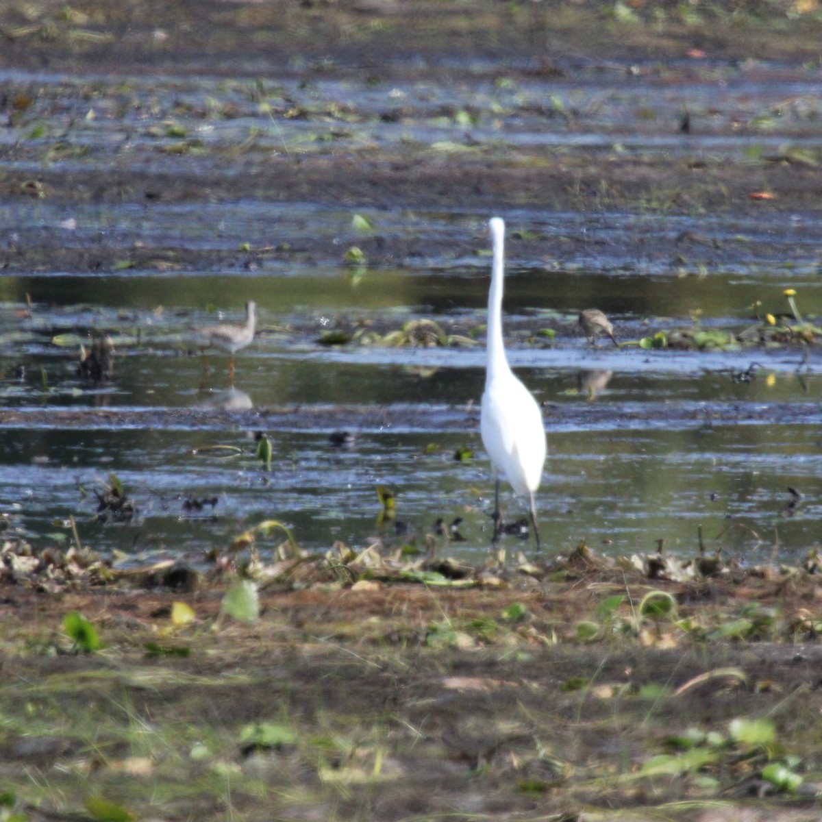 ダイサギ - ML624040949