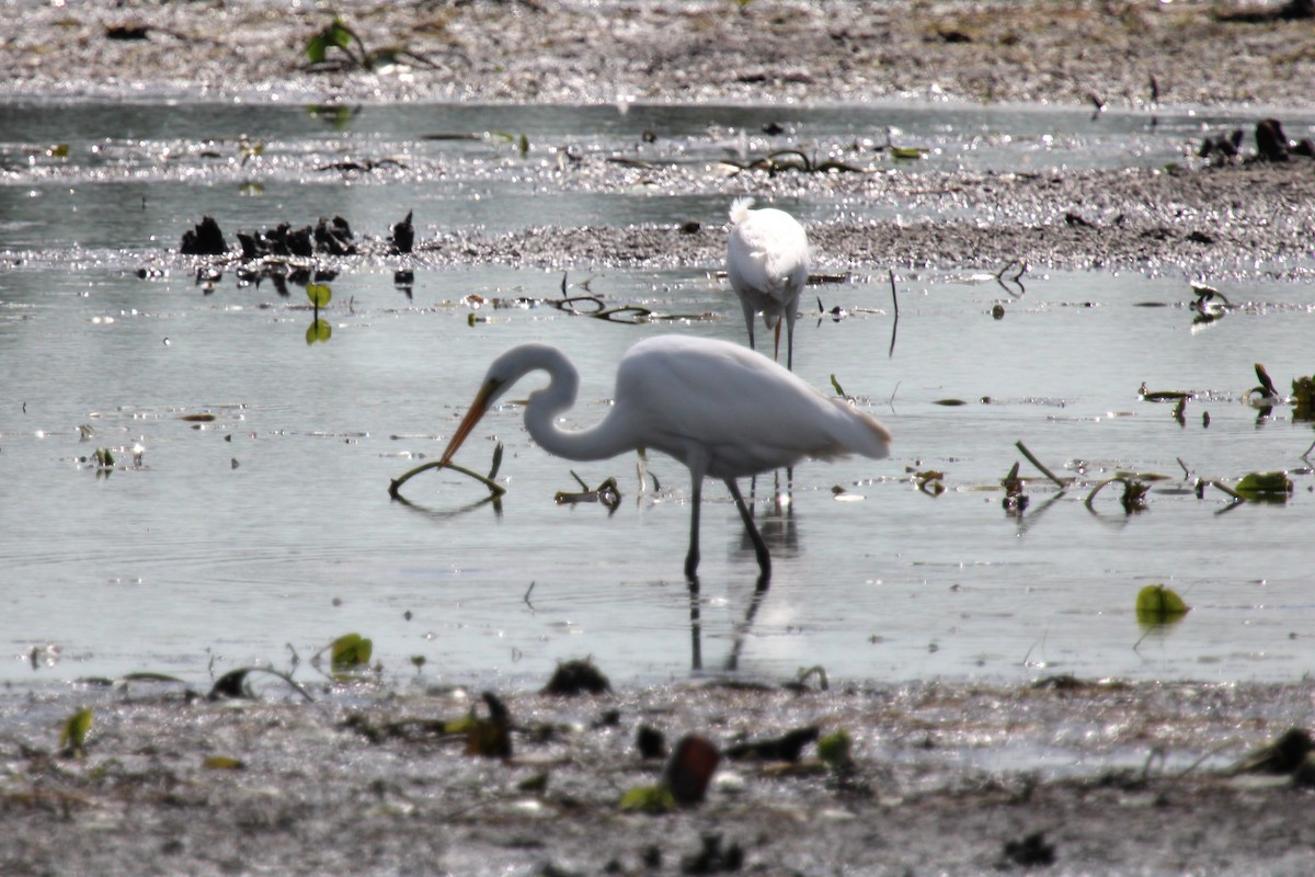 ダイサギ - ML624040950