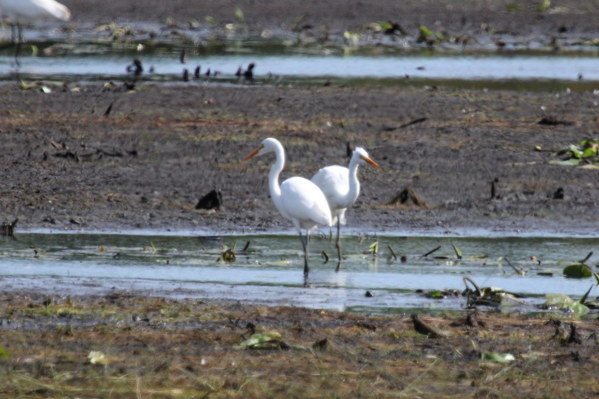 ダイサギ - ML624040953