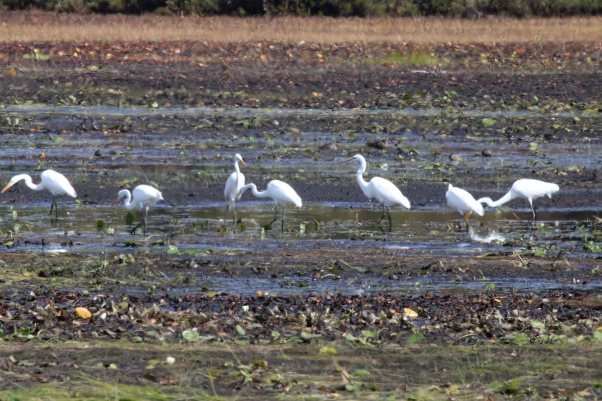 ダイサギ - ML624040956