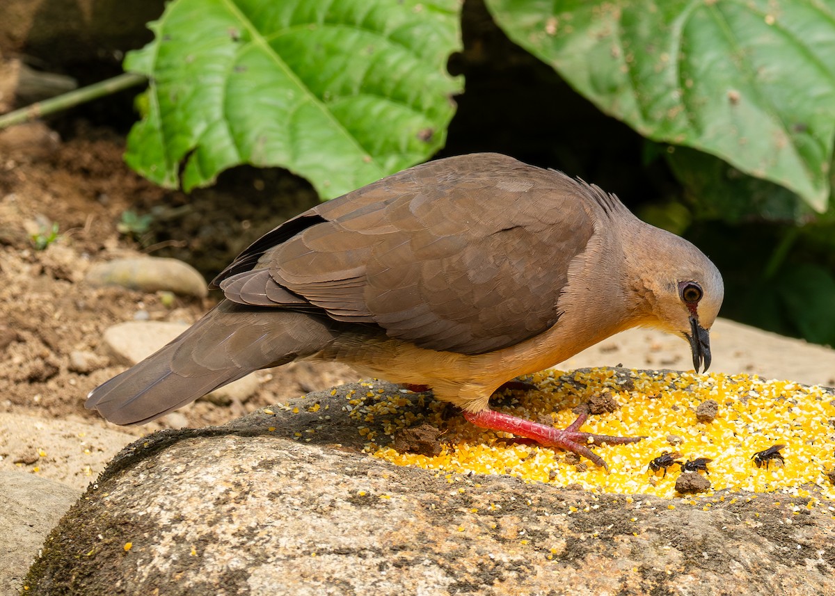 Gray-fronted Dove - ML624040975