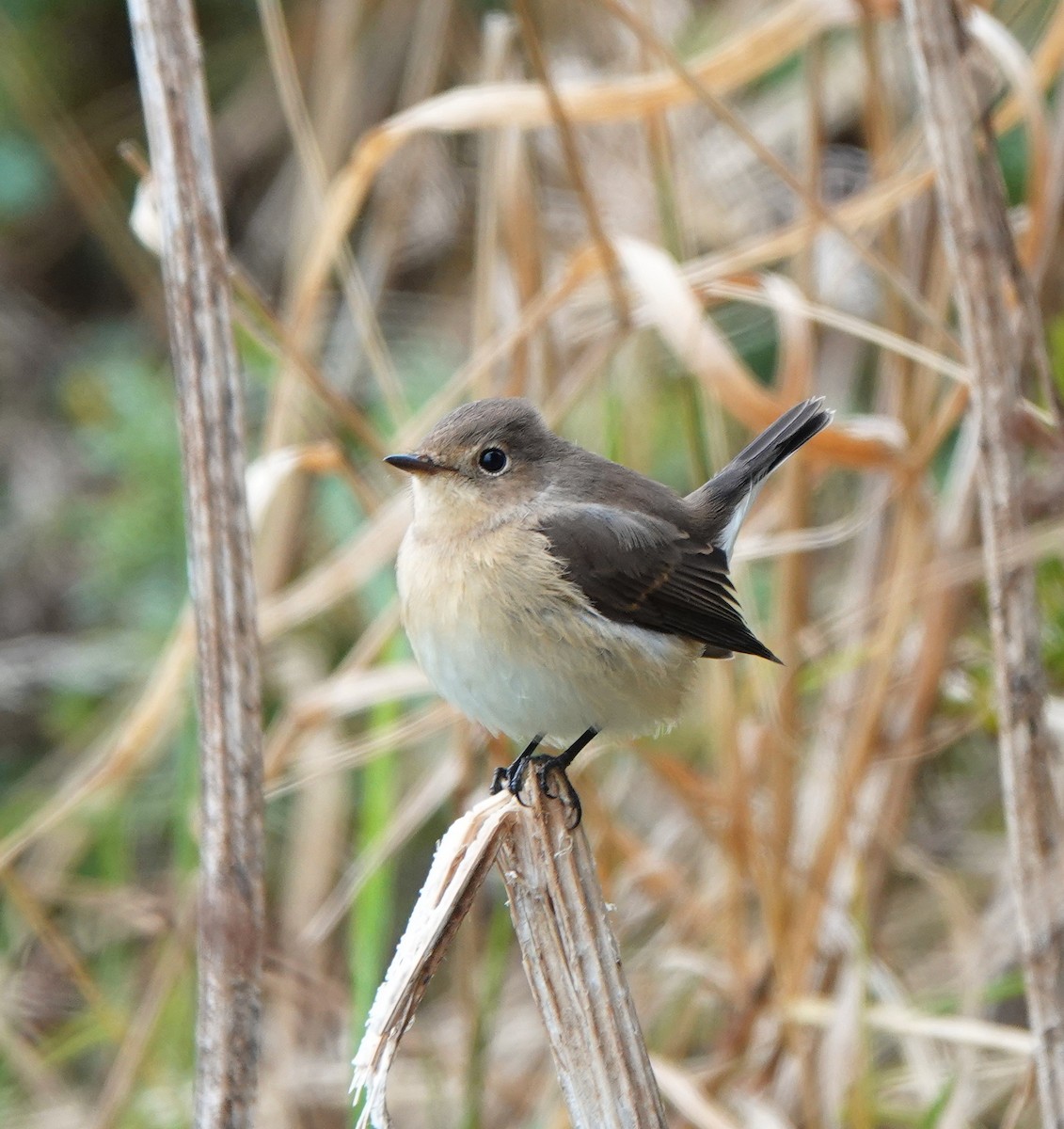 Red-breasted Flycatcher - ML624040976