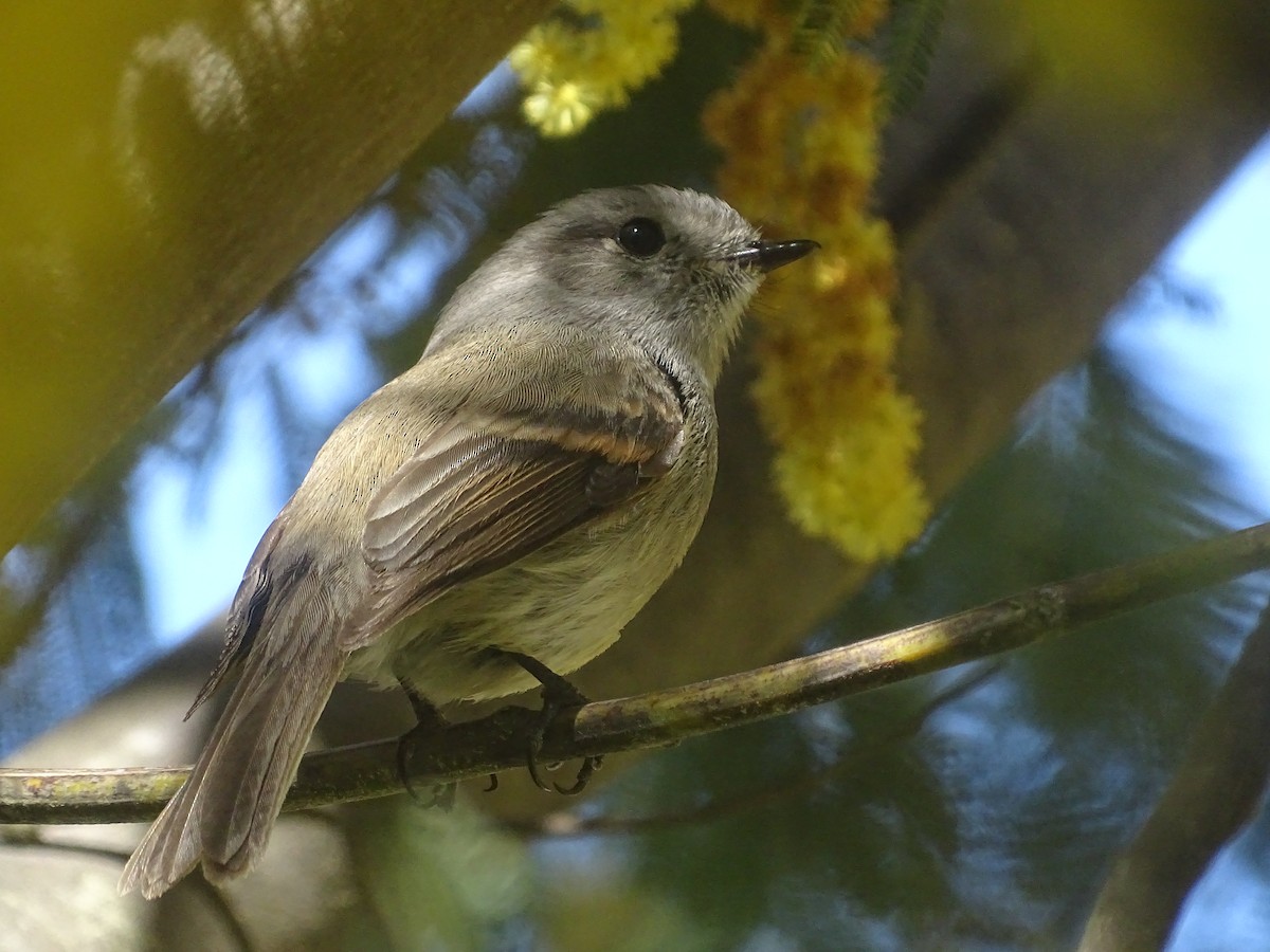 Patagonian Tyrant - ML624040981