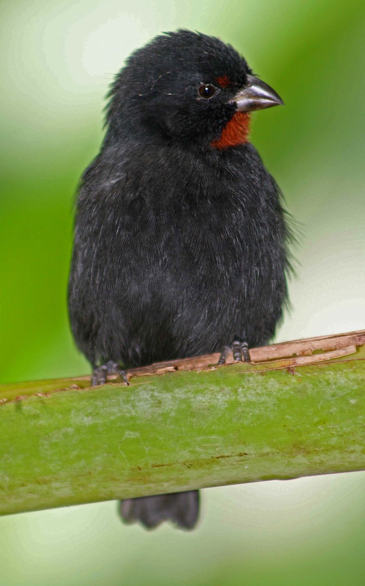 Lesser Antillean Bullfinch - ML624040982