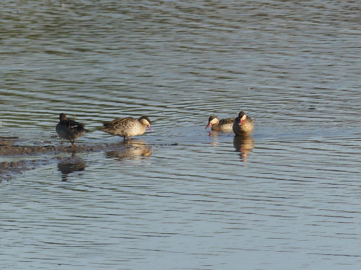 Red-billed Duck - ML624040983