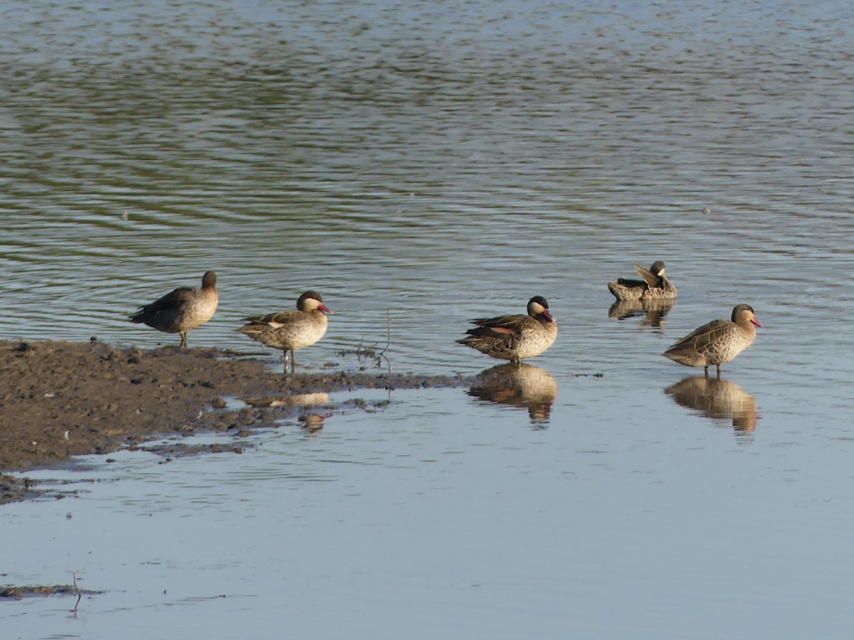 Red-billed Duck - ML624040985