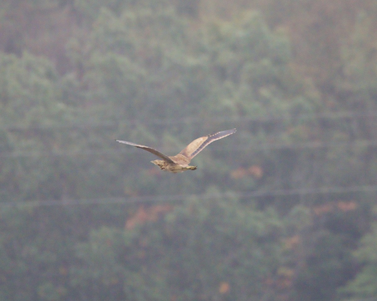 American Bittern - ML624040987