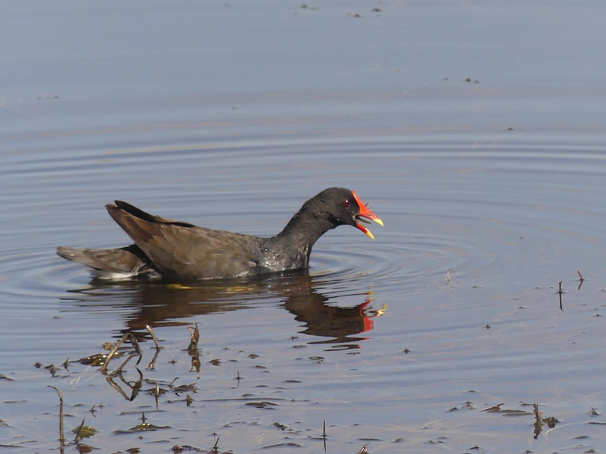 Eurasian Moorhen - ML624040995