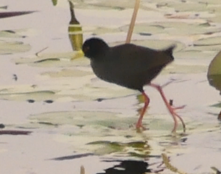 Black Crake - ML624040998