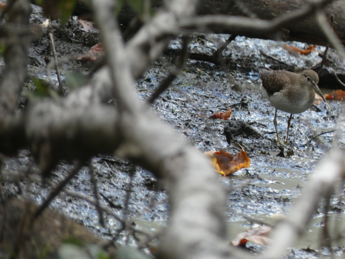 Solitary Sandpiper - ML624041006