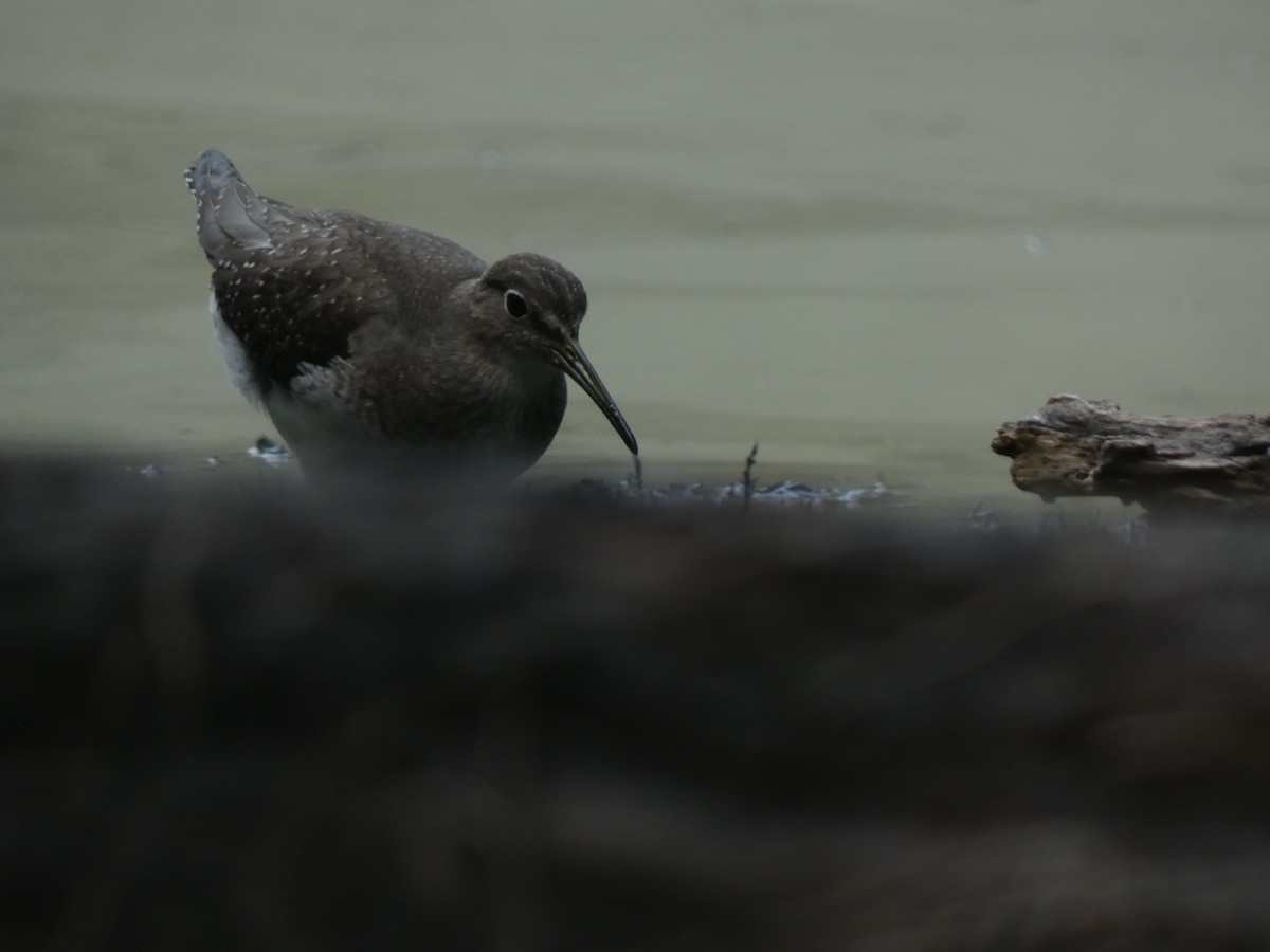 Solitary Sandpiper - ML624041015