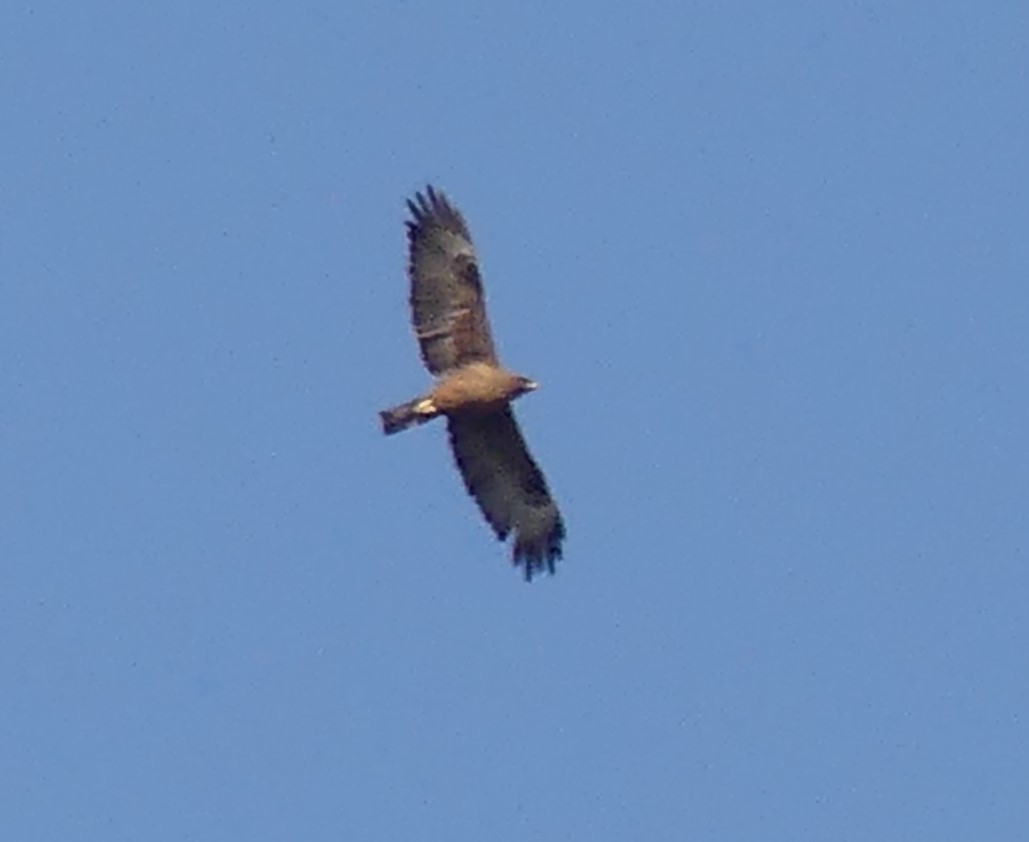 Wahlberg's Eagle - ML624041031