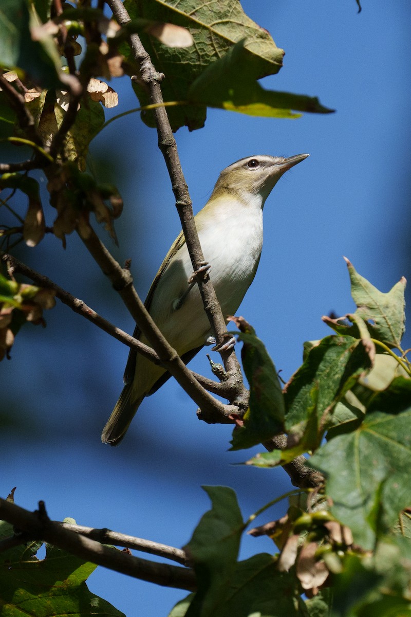 Red-eyed Vireo - ML624041033