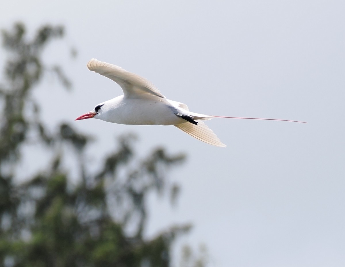 Red-tailed Tropicbird - ML624041038