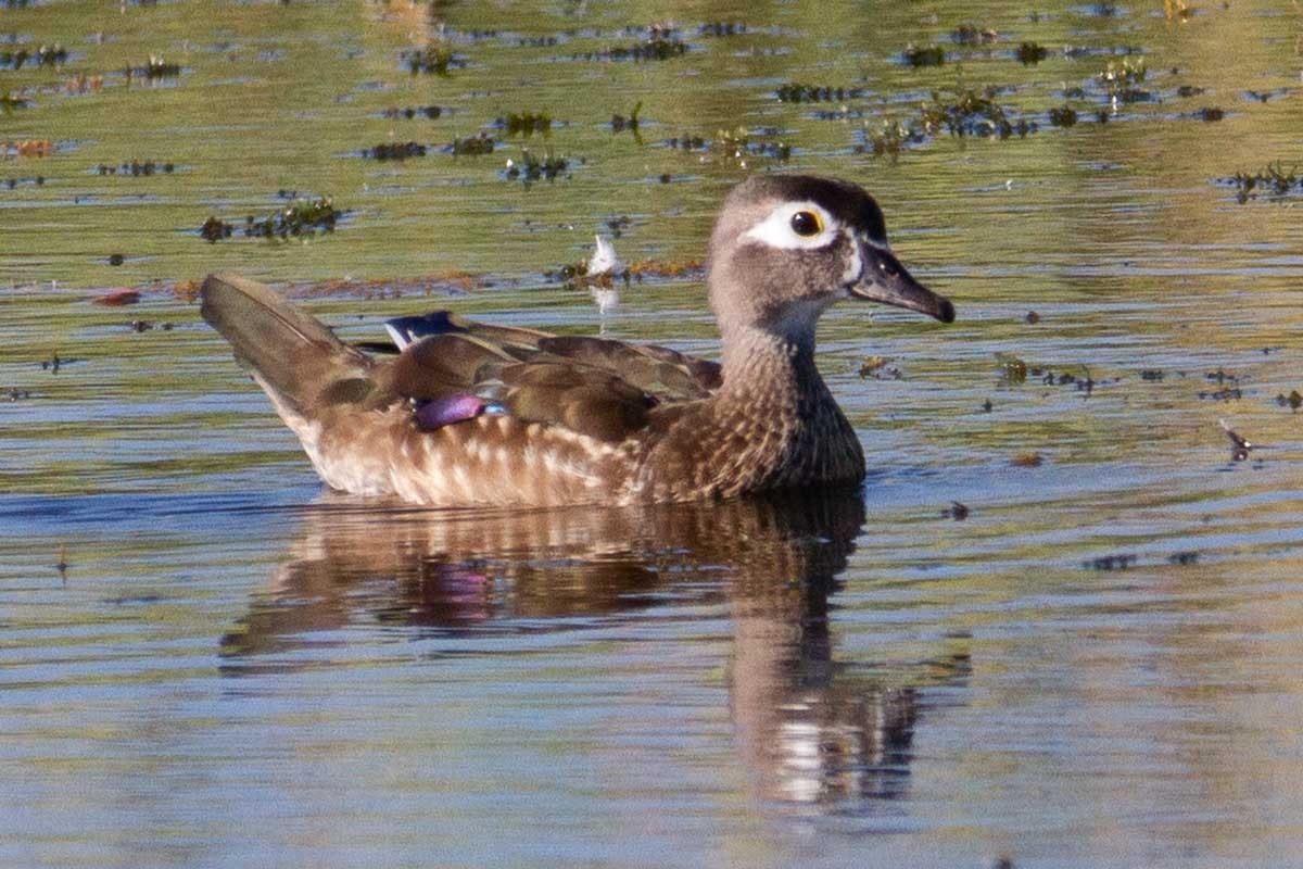 Wood Duck - ML624041042