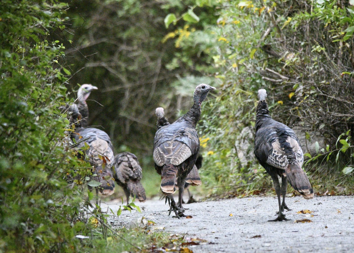 Wild Turkey - ML624041043