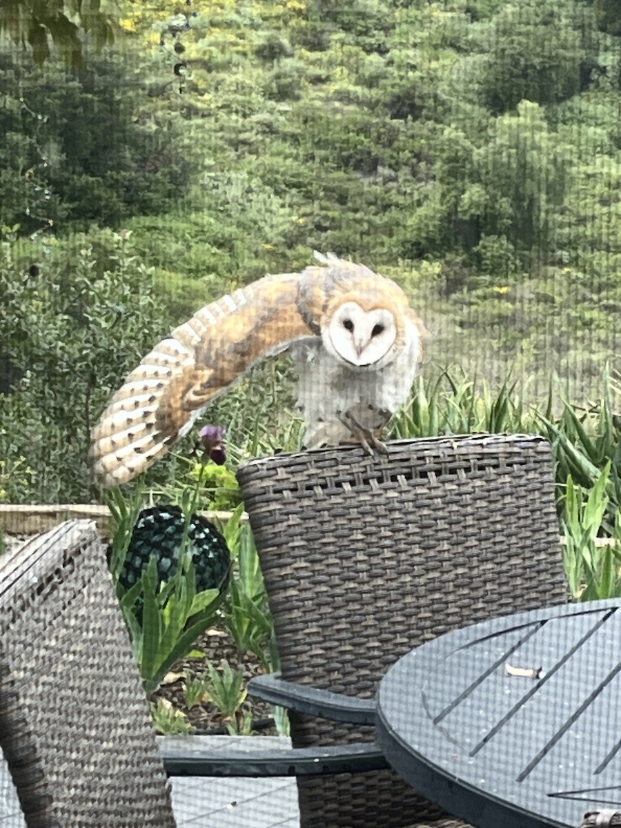 Barn Owl - ML624041048