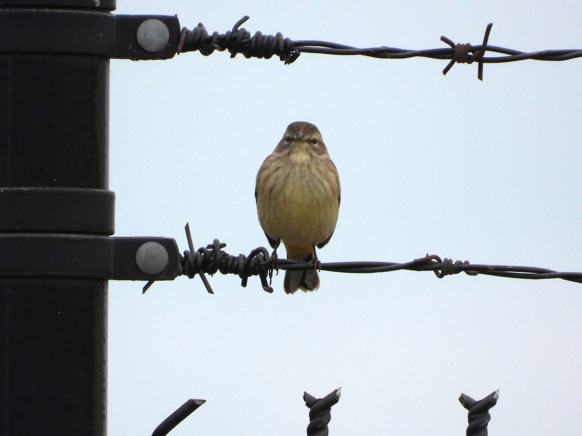 Palm Warbler - ML624041051