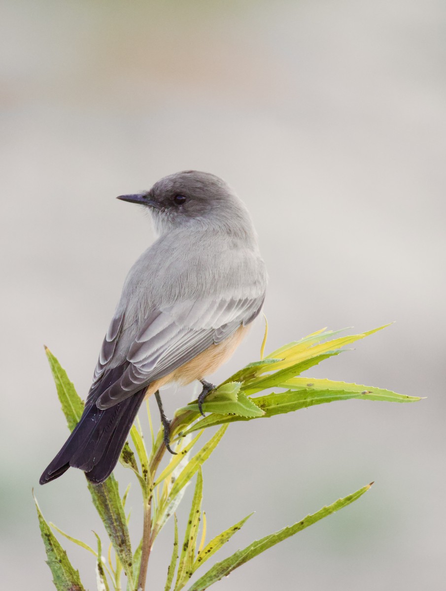 Say's Phoebe - Isaiah Chung