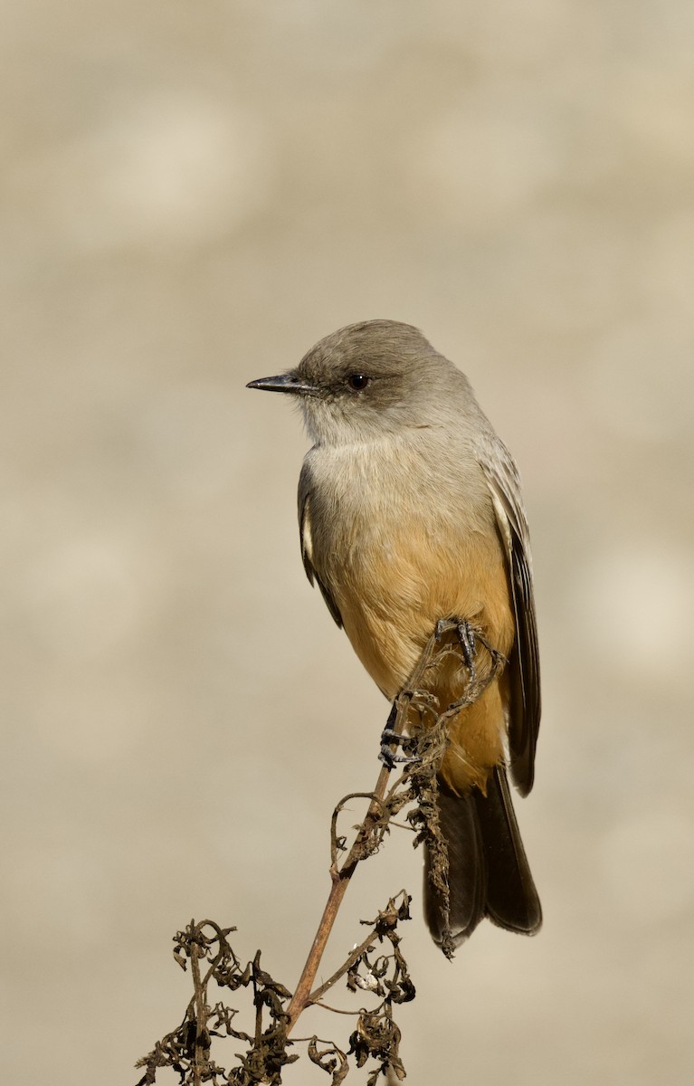 チャイロツキヒメハエトリ - ML624041059