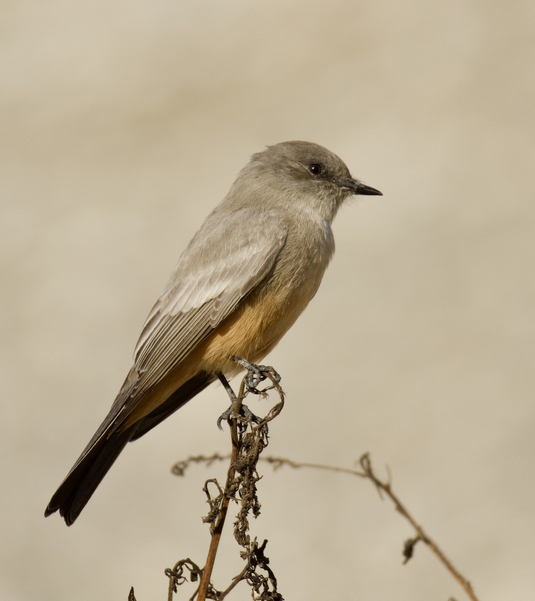 Say's Phoebe - Isaiah Chung