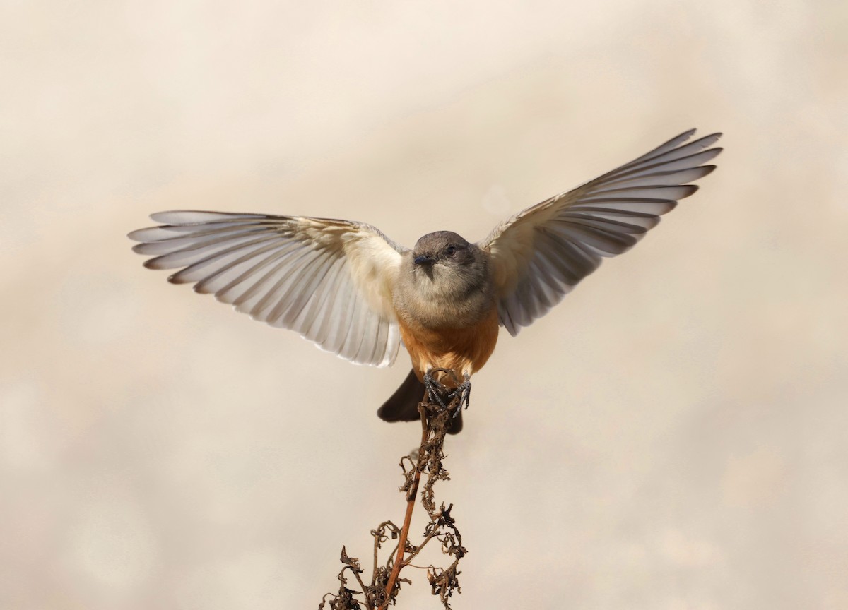 チャイロツキヒメハエトリ - ML624041071