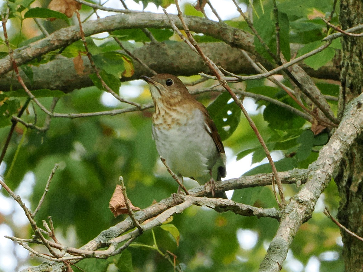 Veery - ML624041076