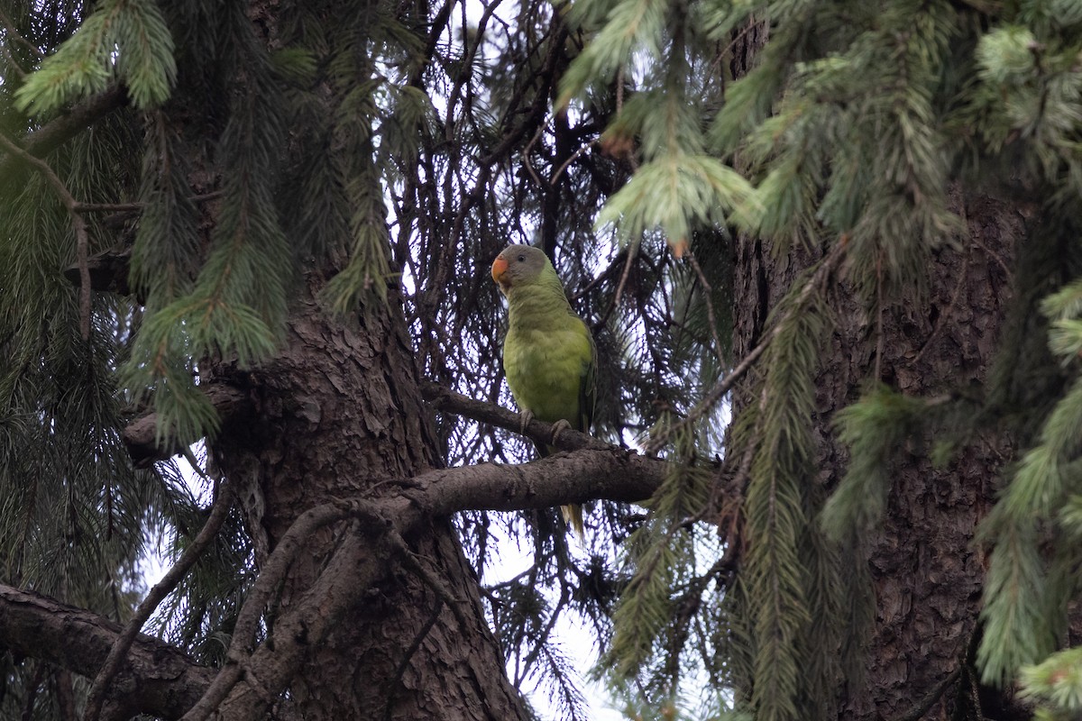 Slaty-headed Parakeet - ML624041078