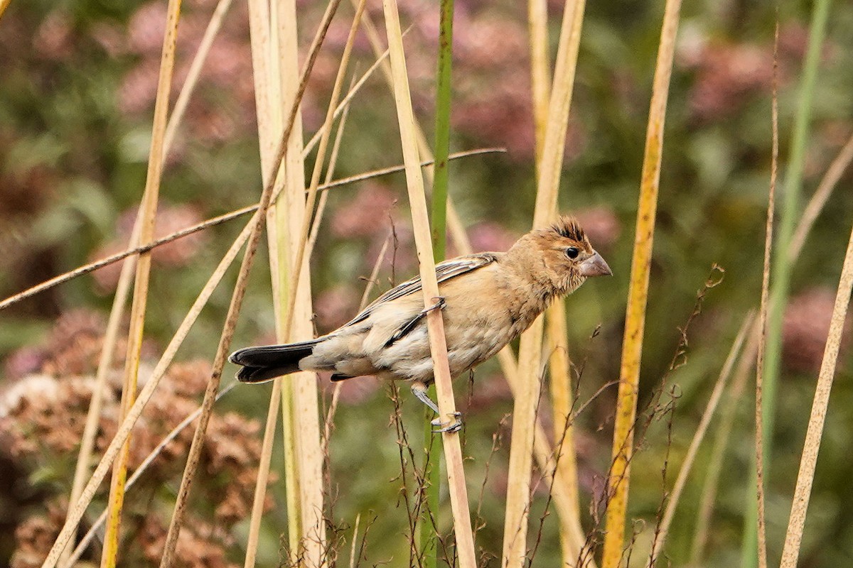 Blue Grosbeak - ML624041085