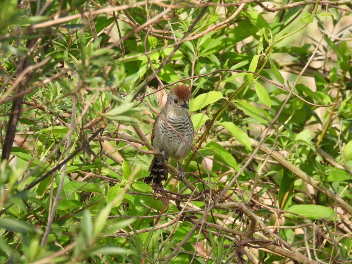 Rufous-capped Antshrike - AndreLu AndreaVergara