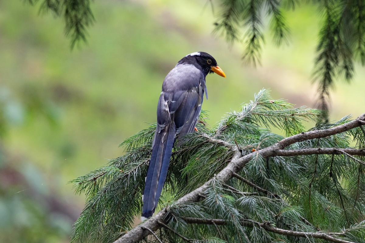 Yellow-billed Blue-Magpie - ML624041104