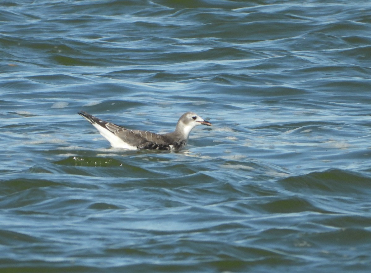 Sabine's Gull - ML624041107