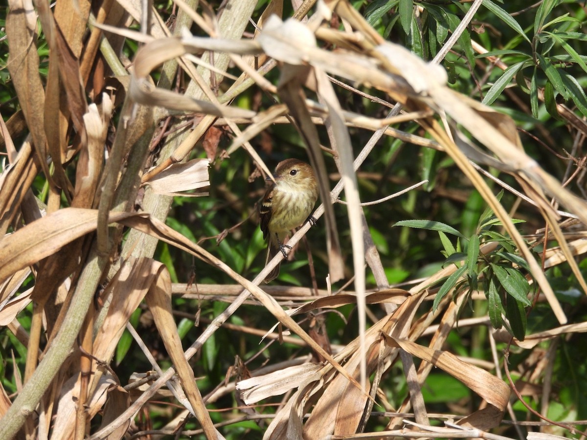 Bran-colored Flycatcher - ML624041124