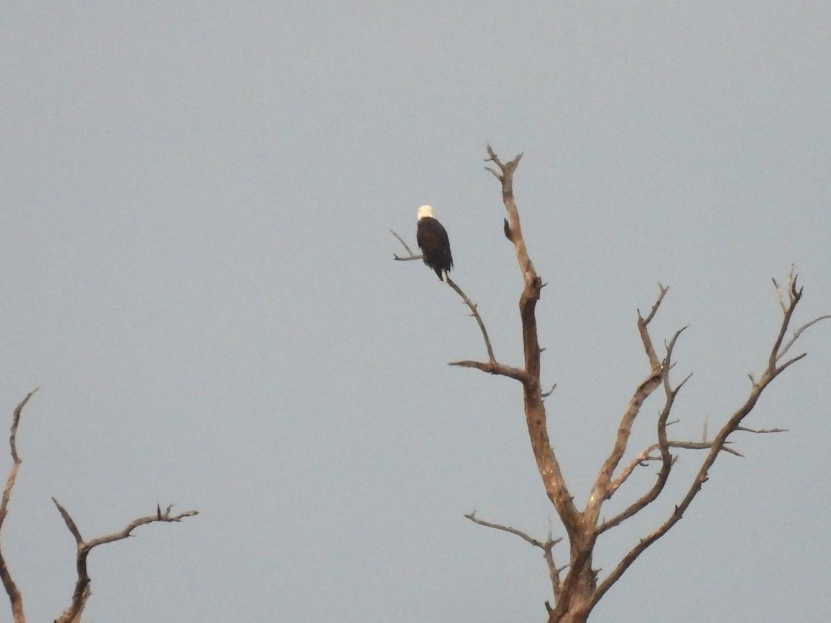 Bald Eagle - ML624041129