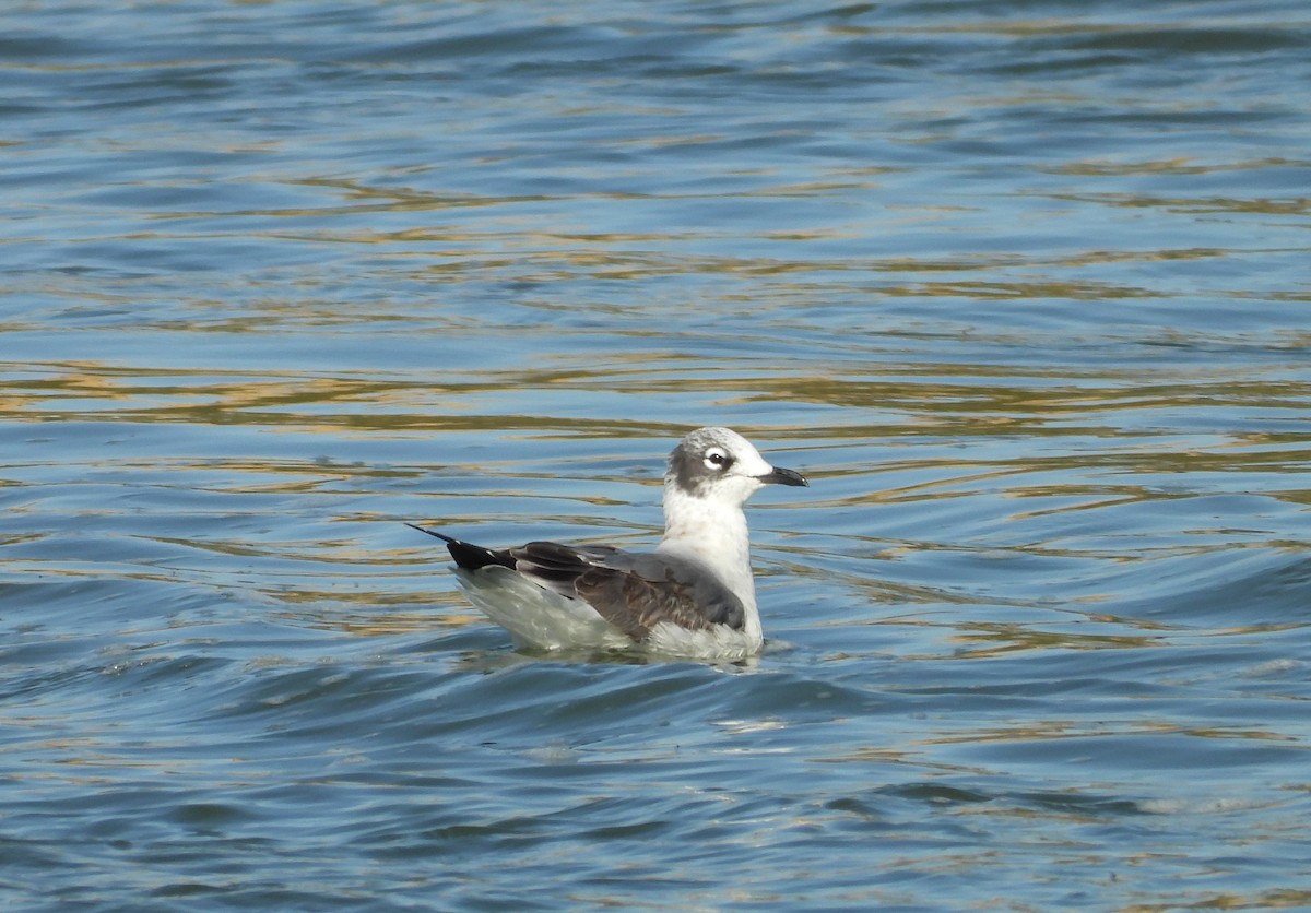 Franklin's Gull - ML624041139