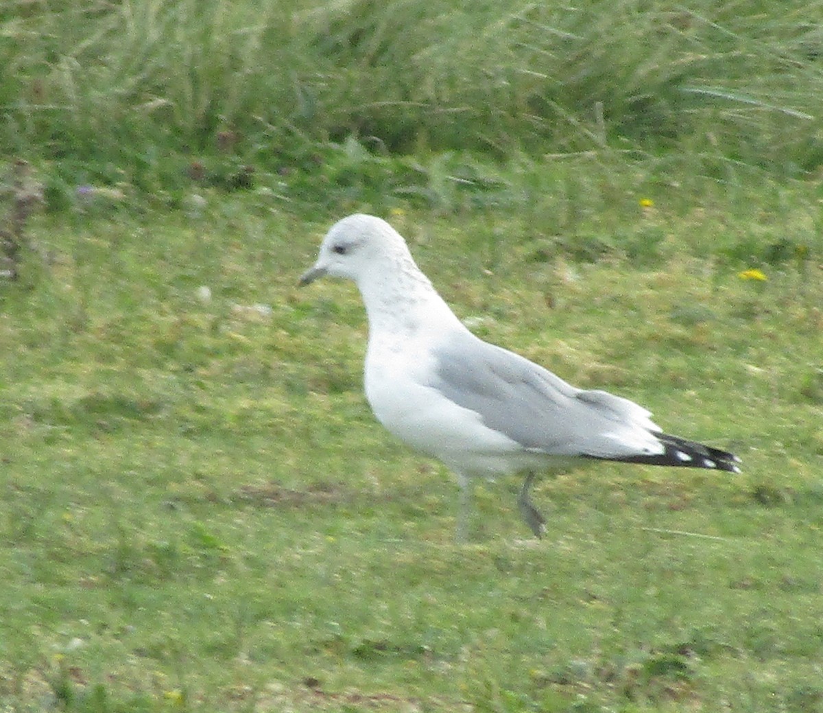 Common Gull - ML624041141