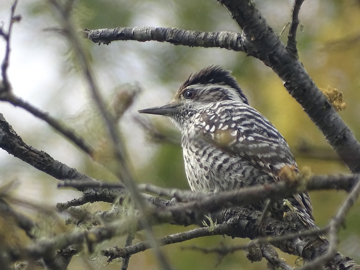 Striped Woodpecker - ML624041163