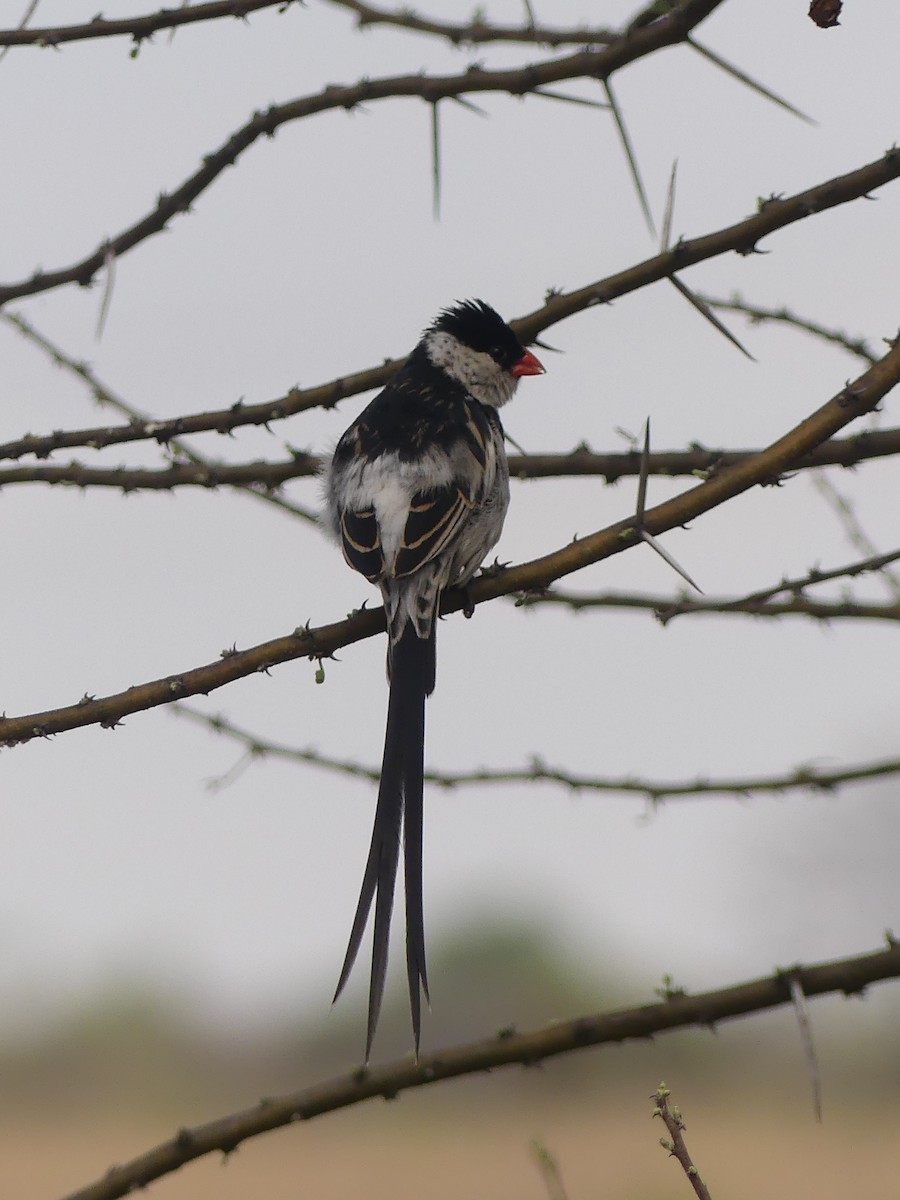 Pin-tailed Whydah - ML624041170