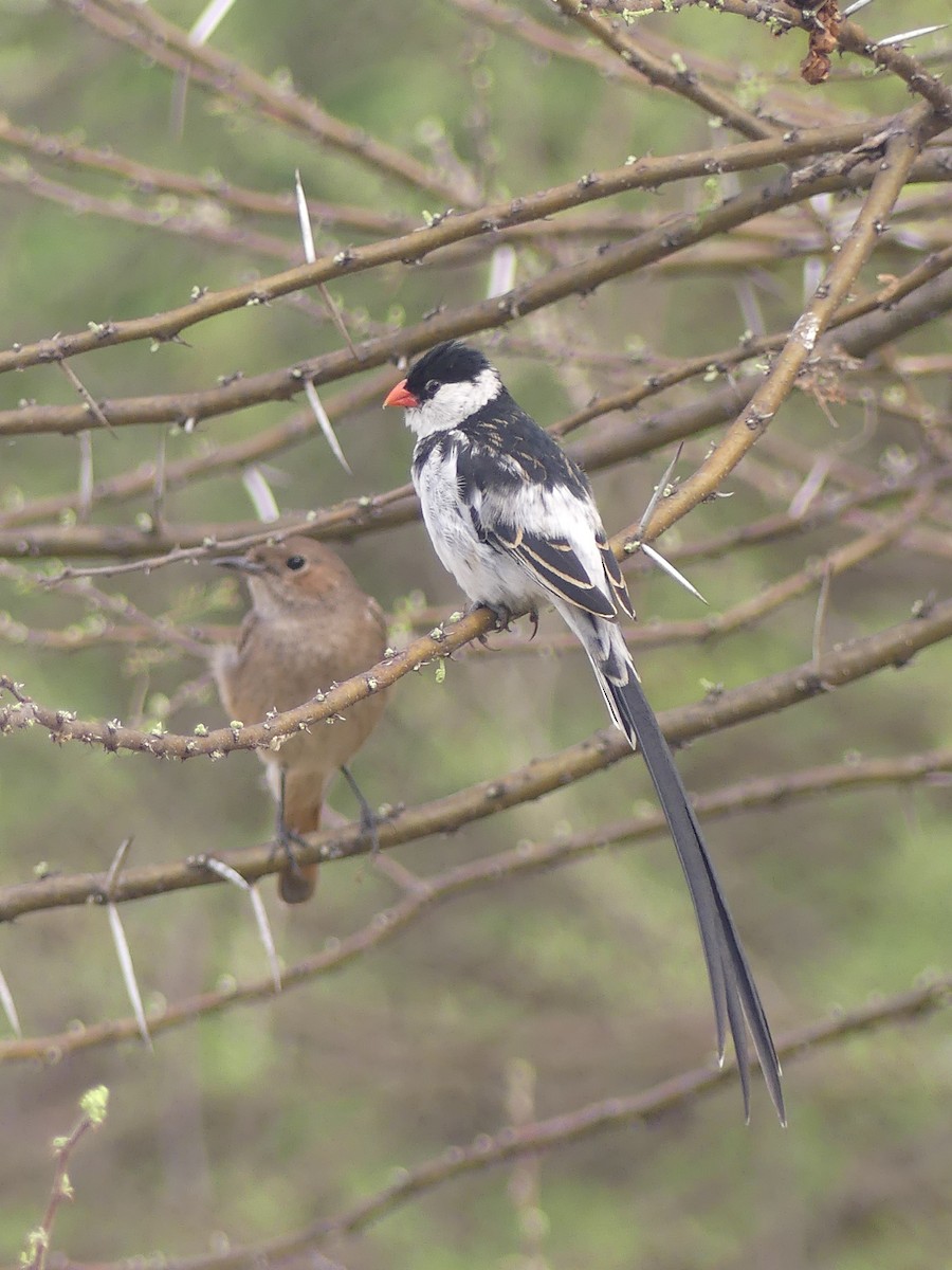 Pin-tailed Whydah - ML624041172