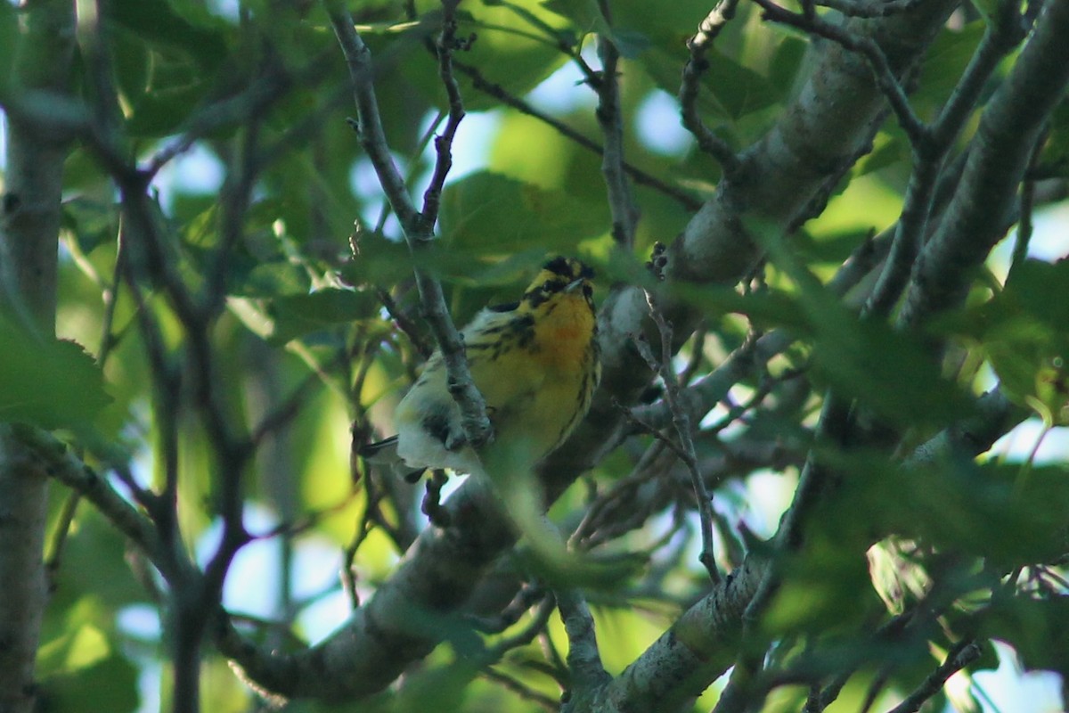 Blackburnian Warbler - ML624041213