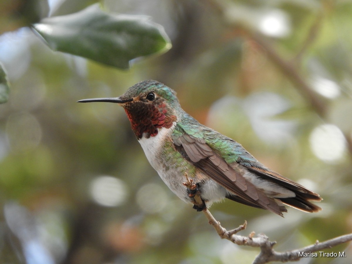 Colibrí Coliancho - ML624041251